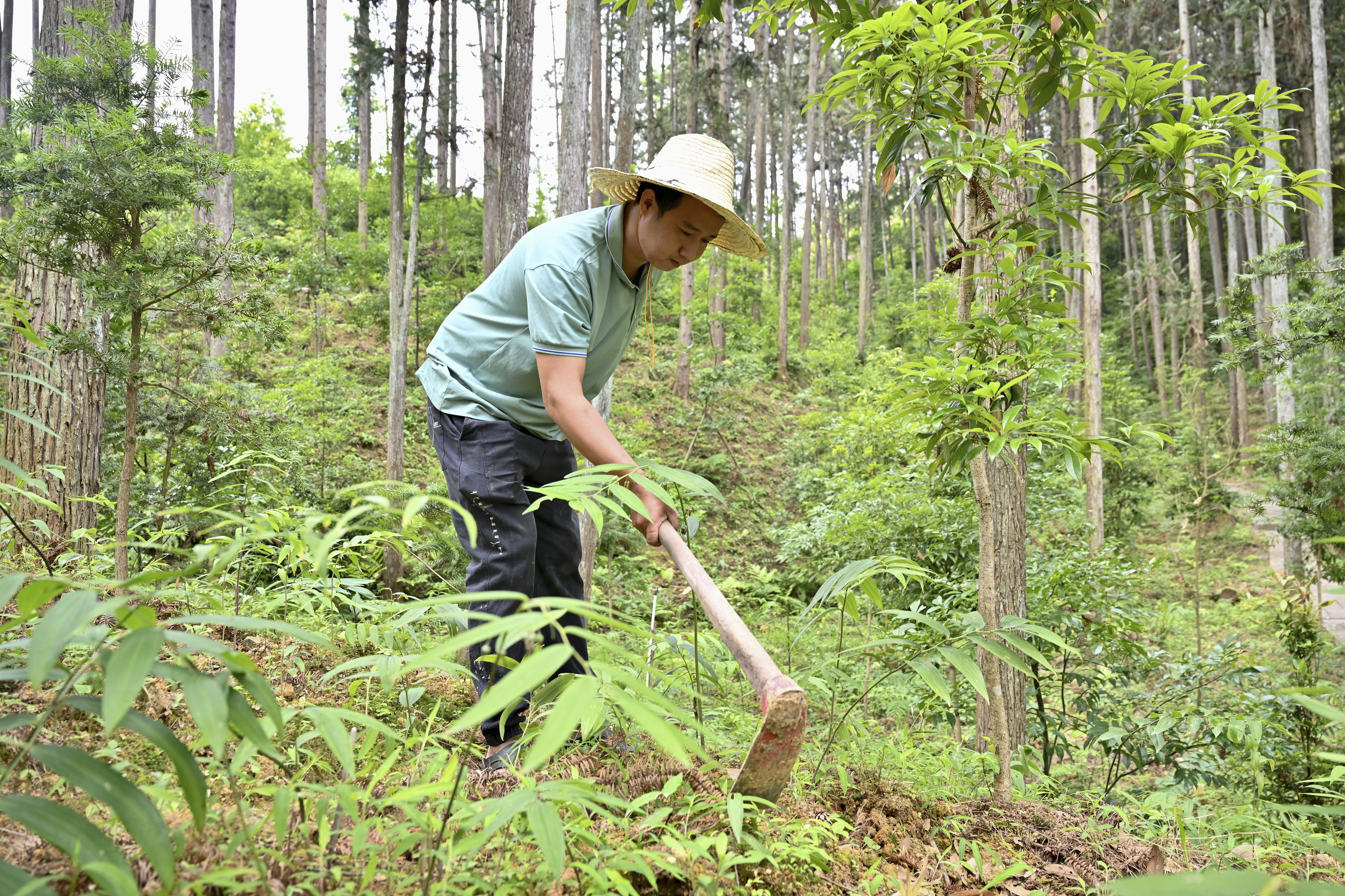 2024年5月9日，福建省三明市馬巖林下經(jīng)濟種植示范基地工人在管理林下種植的多花黃精。