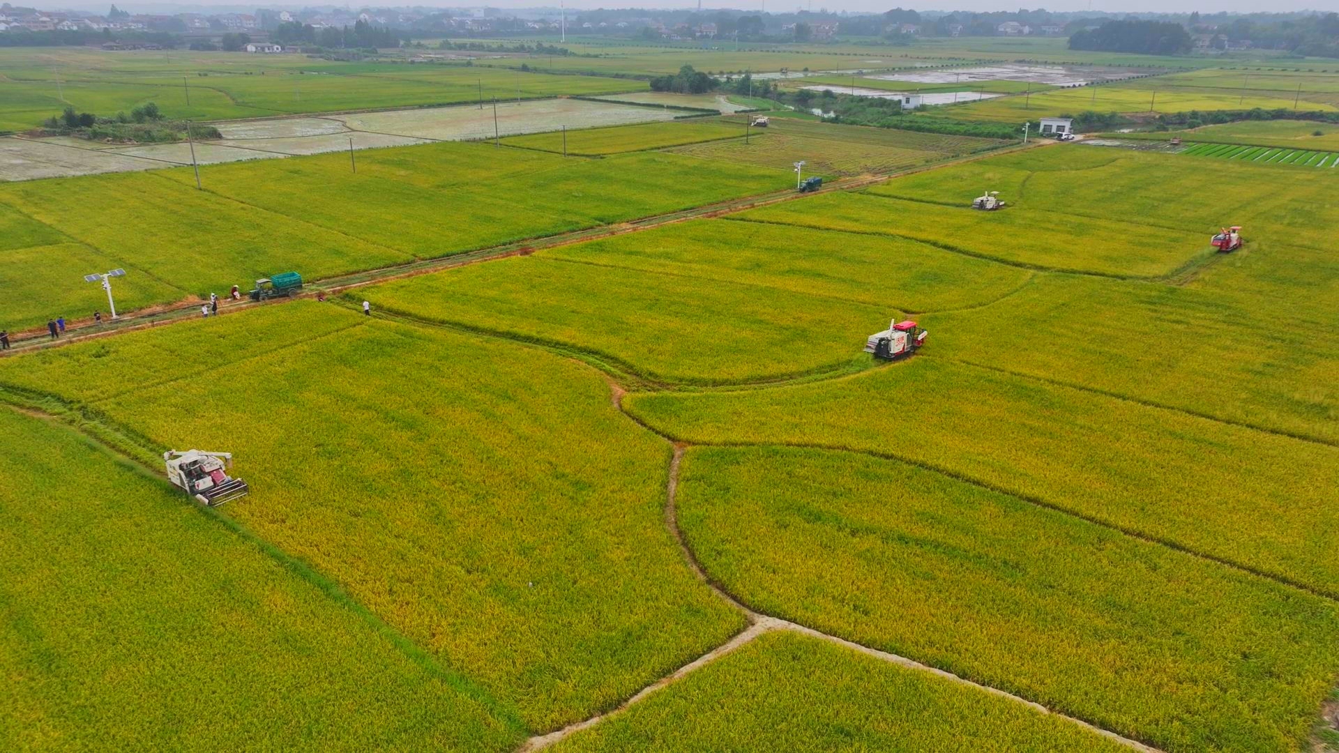 數(shù)臺(tái)收割機(jī)同時(shí)作業(yè)。常德市鼎城區(qū)融媒體中心供圖