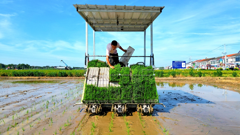 戴宏在無(wú)人駕駛的插秧機(jī)上作業(yè)。常德日?qǐng)?bào)社 王明睿 攝